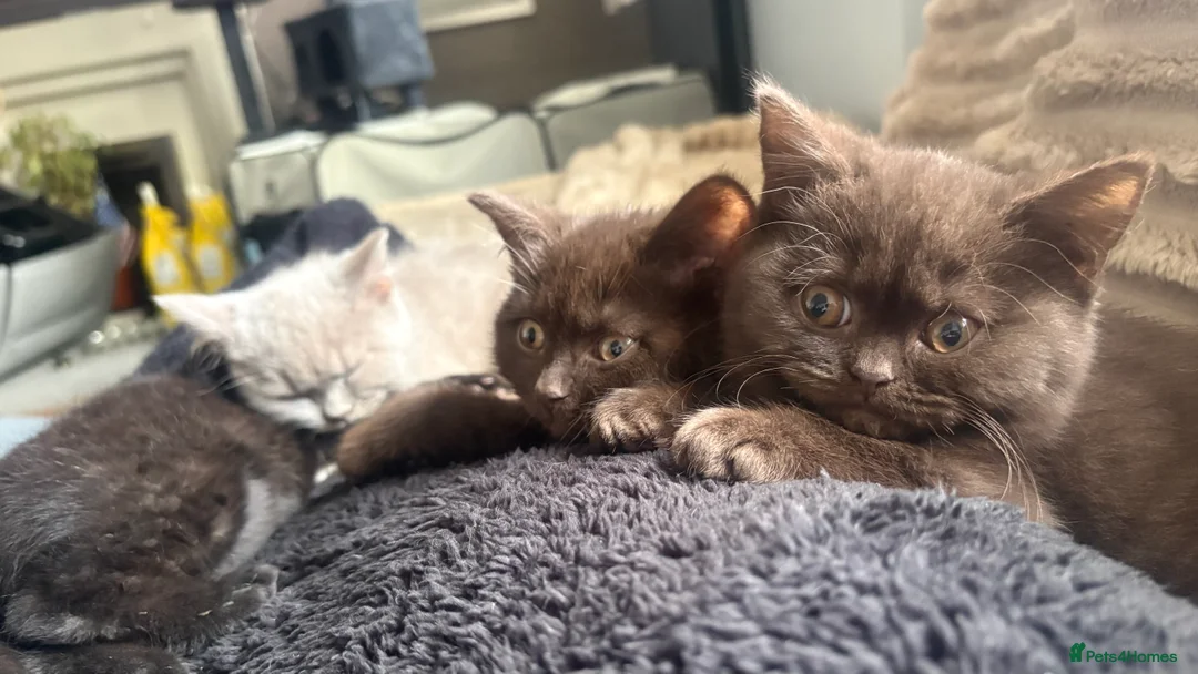 British Shorthair cats for sale: GCCF Registered 5 Generation British Shorthair - Advert 15