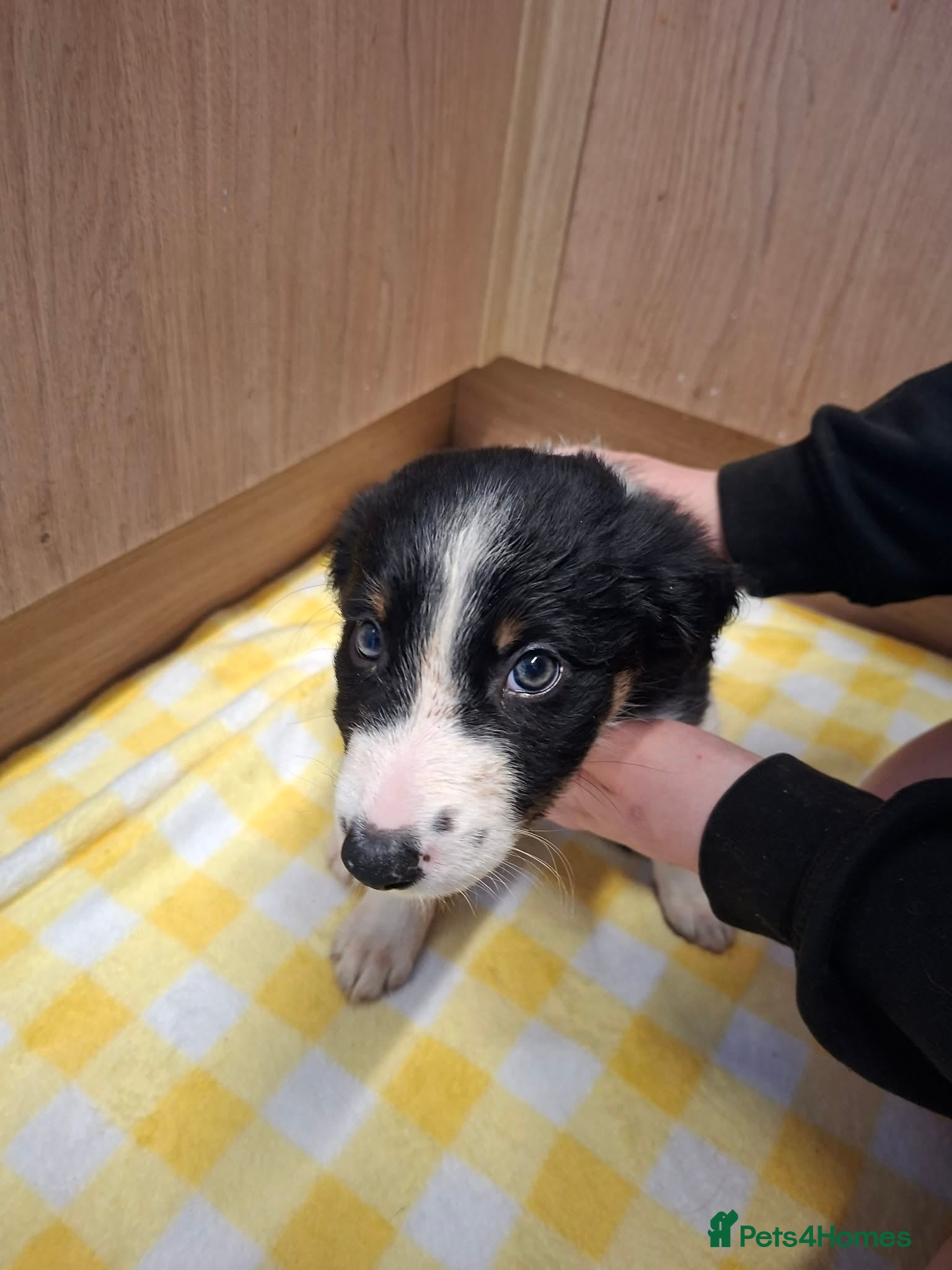 Border Collie dogs for sale: 4 male Border Collies for sale  - Advert 2