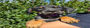 Miss Purple