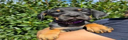 Mixed Breed dogs for sale: Cane Corso x Dobermann puppies - Advert 3