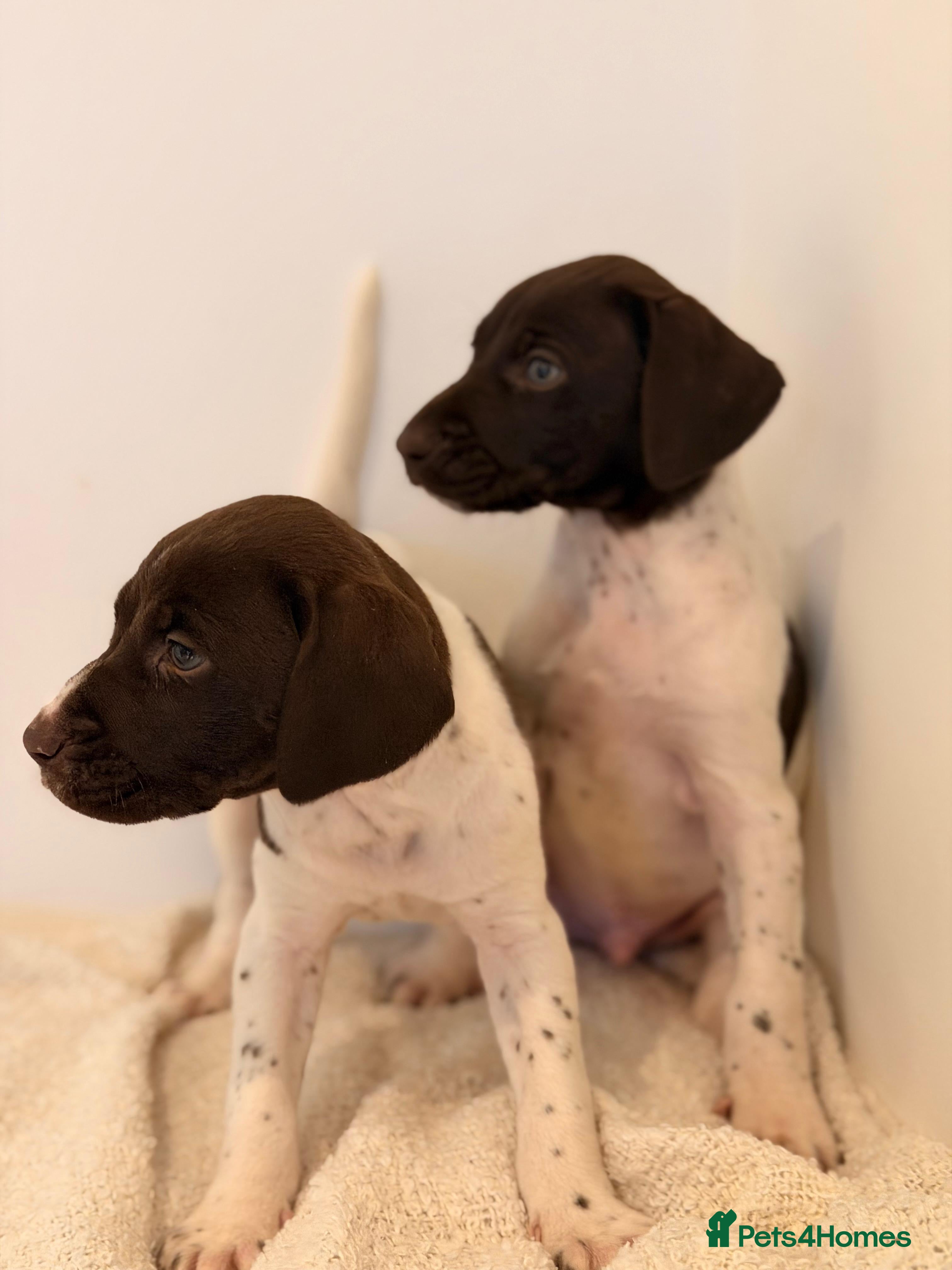 German Shorthaired Pointer dogs 🌼German shorthaired pointer puppies 🌼 - Advert 9
