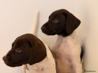German Shorthaired Pointer dogs 🌼German shorthaired pointer puppies 🌼 - Advert 5