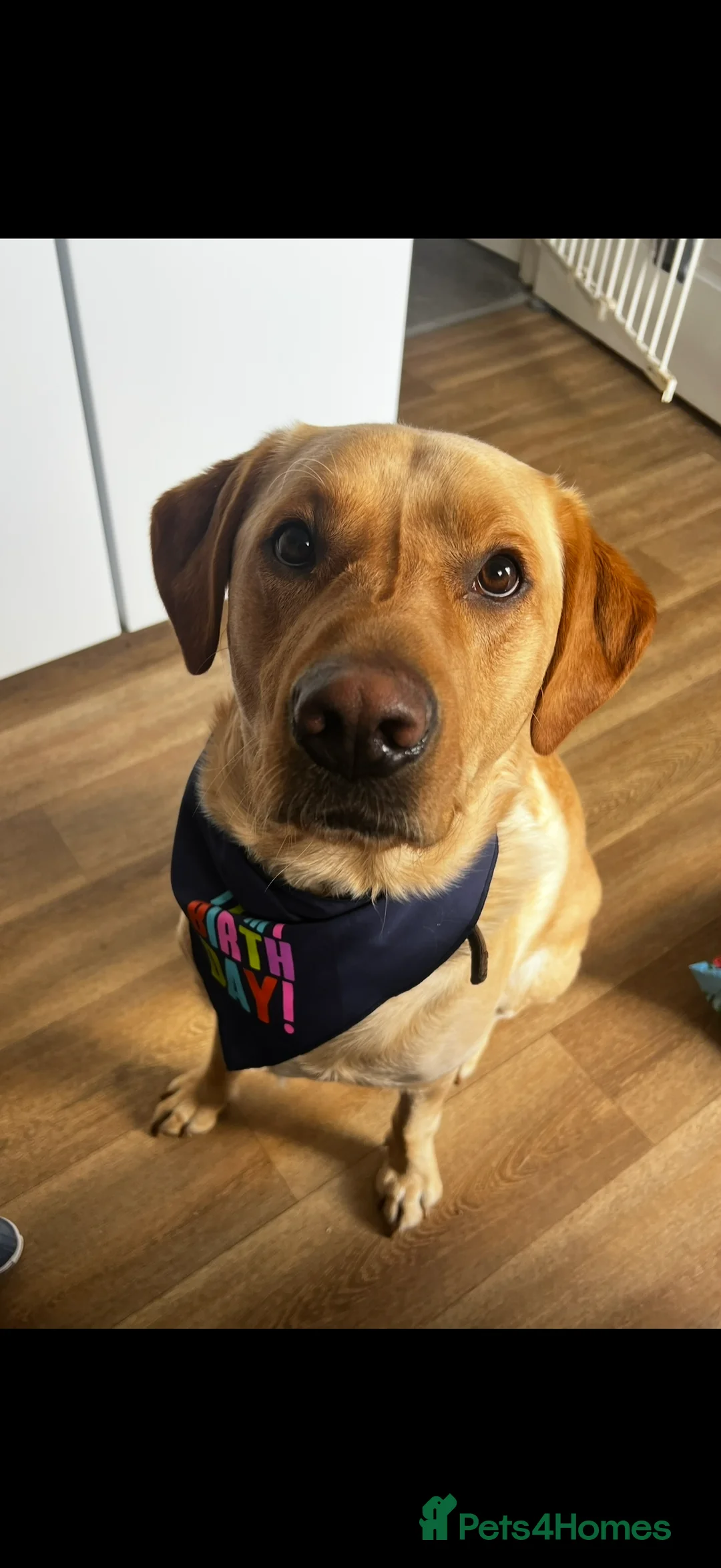 Labrador Retriever dogs for sale: 4 year old lab looking for loving home  in Duns - Advert 2