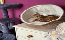 Bengal cats for sale: Beautiful 💜 Health tested TICA Bengal kittens  - Image 15