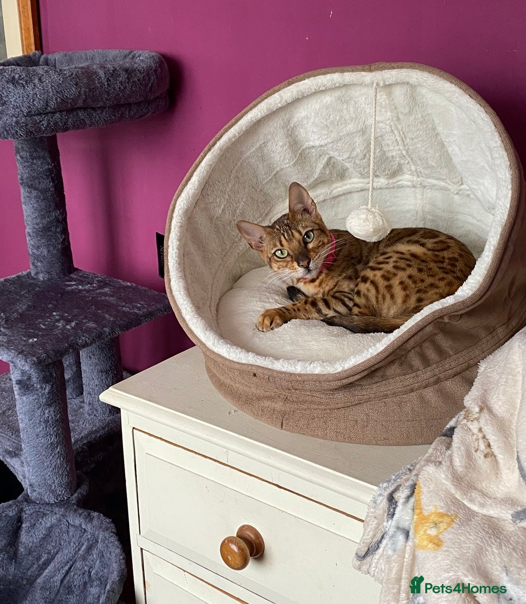 Bengal cats for sale: Beautiful 💜 Health tested TICA Bengal kittens  - Image 15