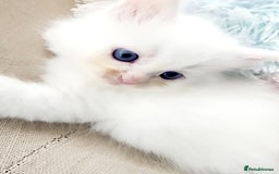 Siberian cats for sale: Siberian kittens are looking for a forever home🌹 - Image 1