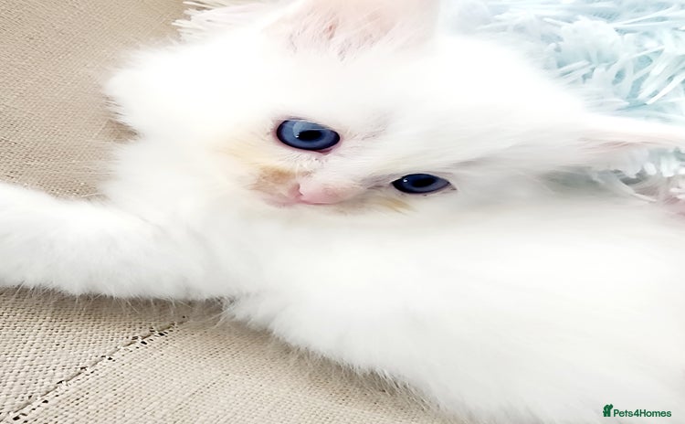 Siberian cats - Advert 2