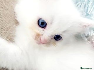 Siberian cats - Advert 1