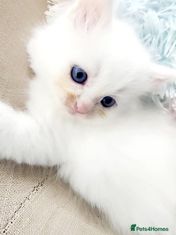 Siberian cats - Advert 1