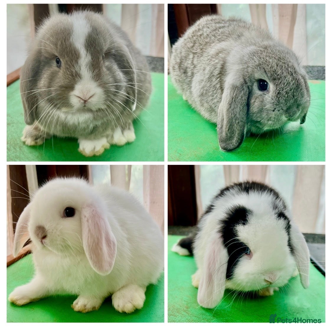 Mini Lop rabbits Beautiful coloured Mini Lops - Advert 2