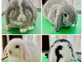 Mini Lop rabbits Beautiful coloured Mini Lops - Advert 2