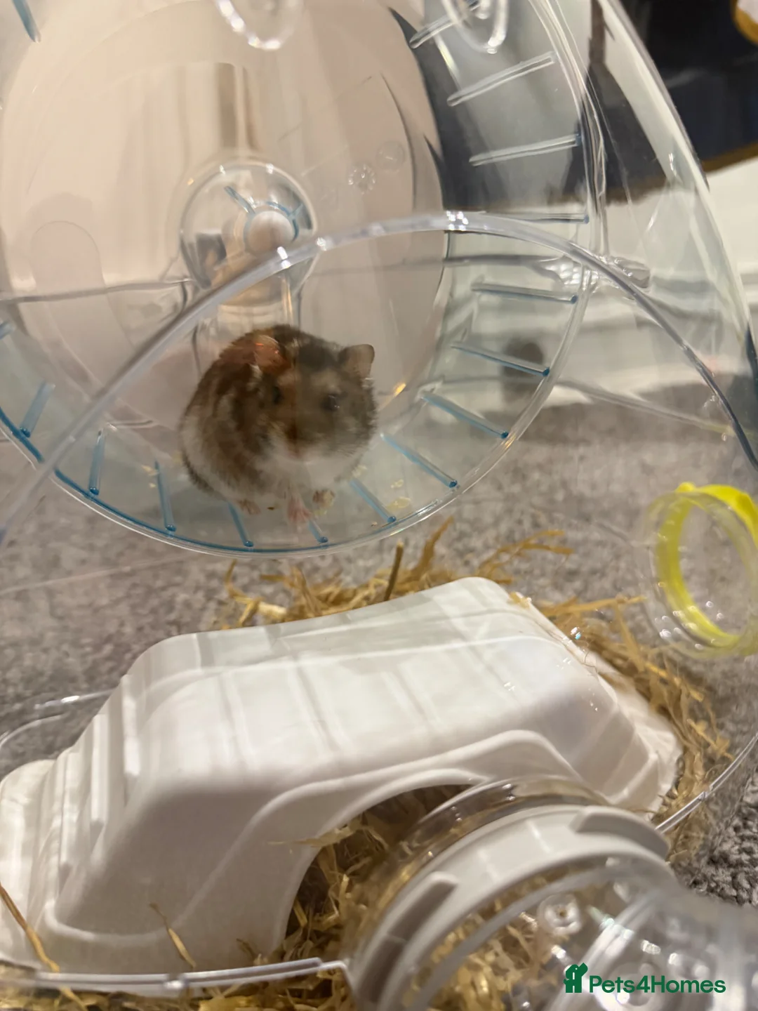 Hamster rodents for sale: Russian dwarf hamster  in Aberdare - Advert 2