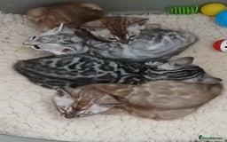 Bengal cats for sale: Stunning Bengal kittens - Image 3