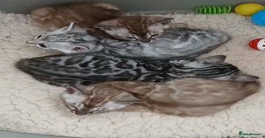 Bengal cats - Advert 5