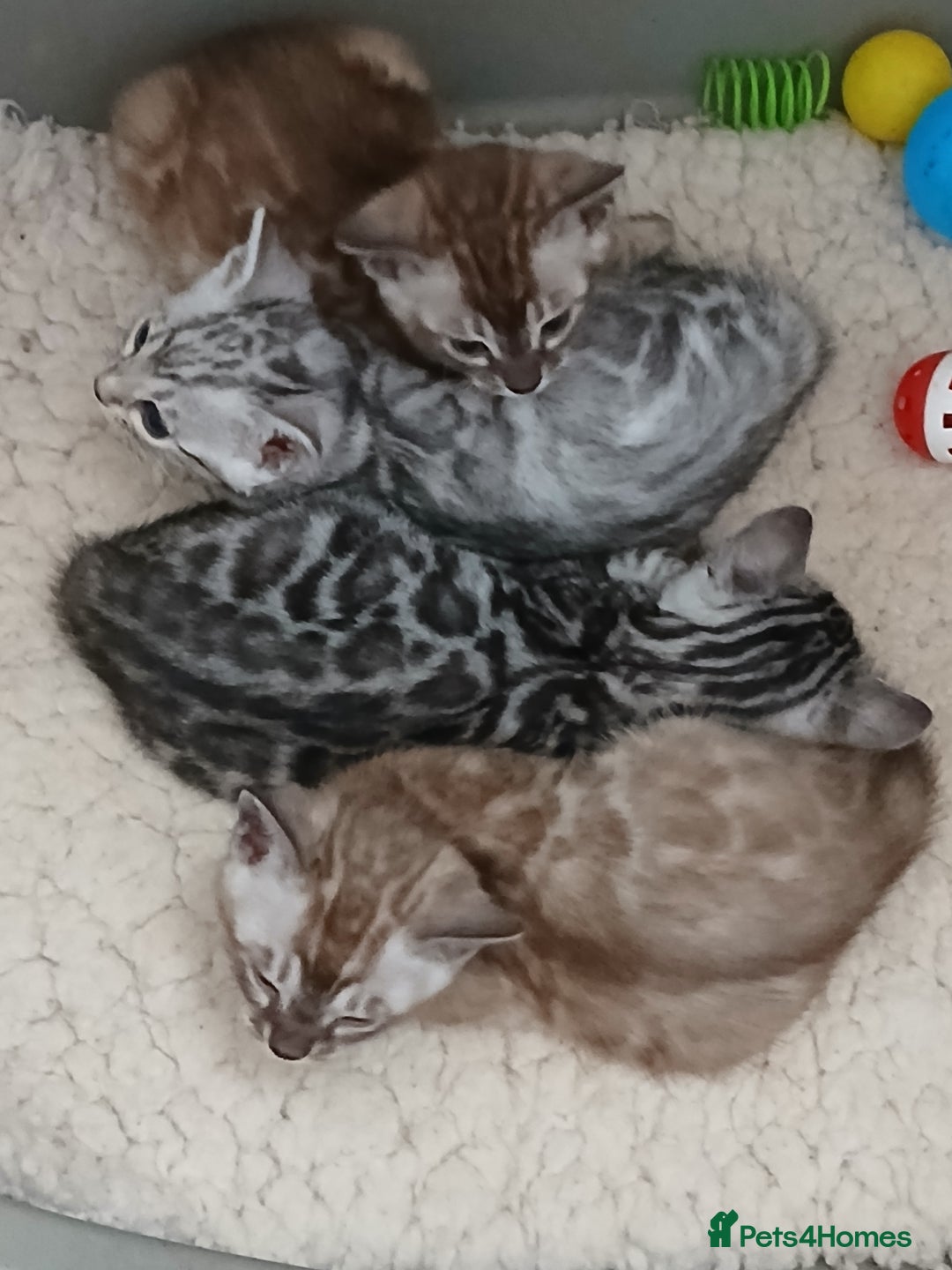 Bengal cats for sale: Stunning Bengal kittens - Image 3