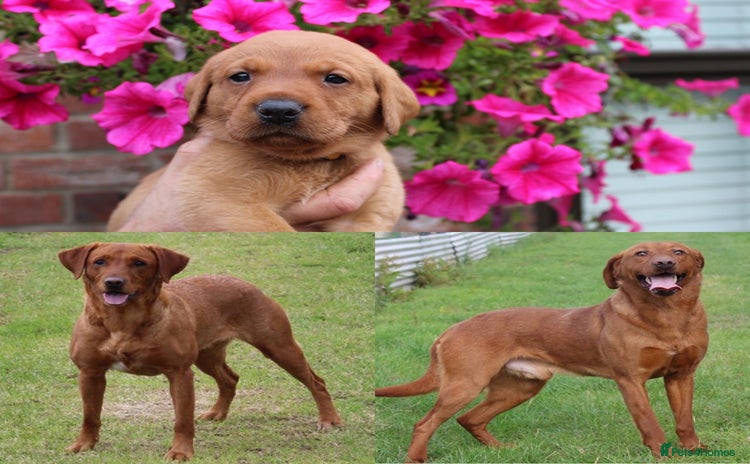 Labrador Retriever dogs - Advert 11