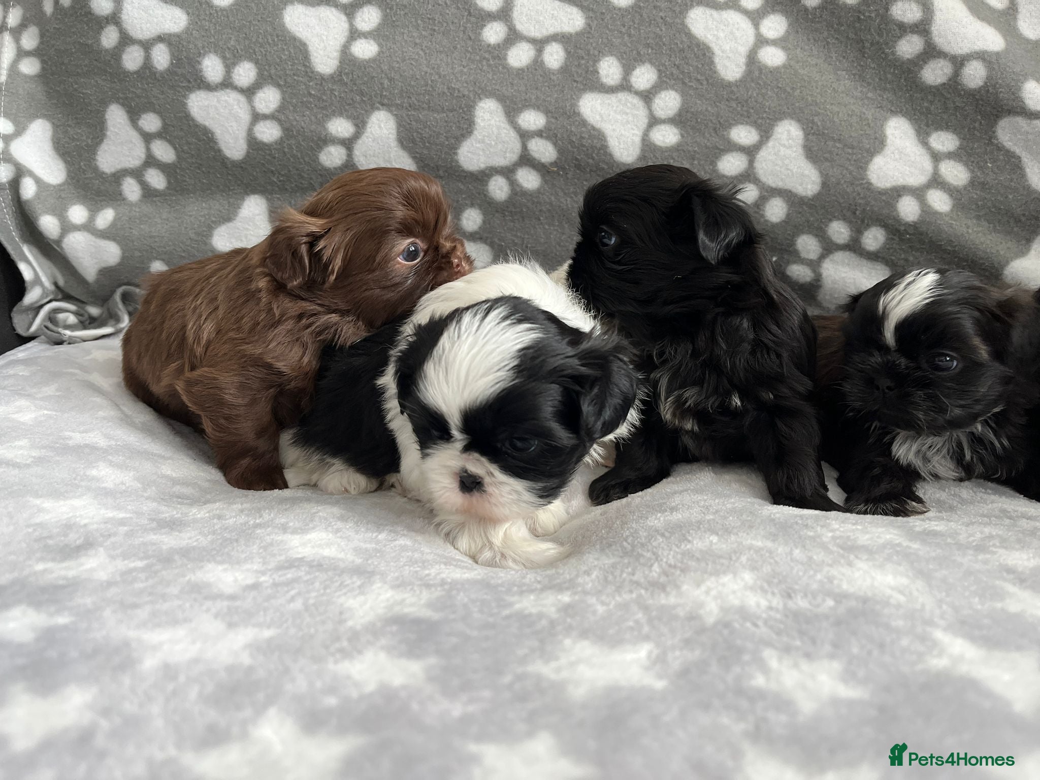 Shih Tzu dogs Stunning small kc rg shih tzh  - Advert 9