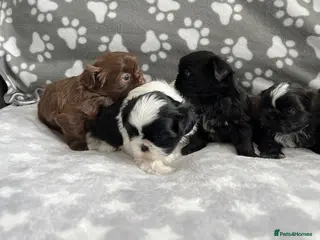 Shih Tzu dogs Stunning small kc rg shih tzh - Advert 4