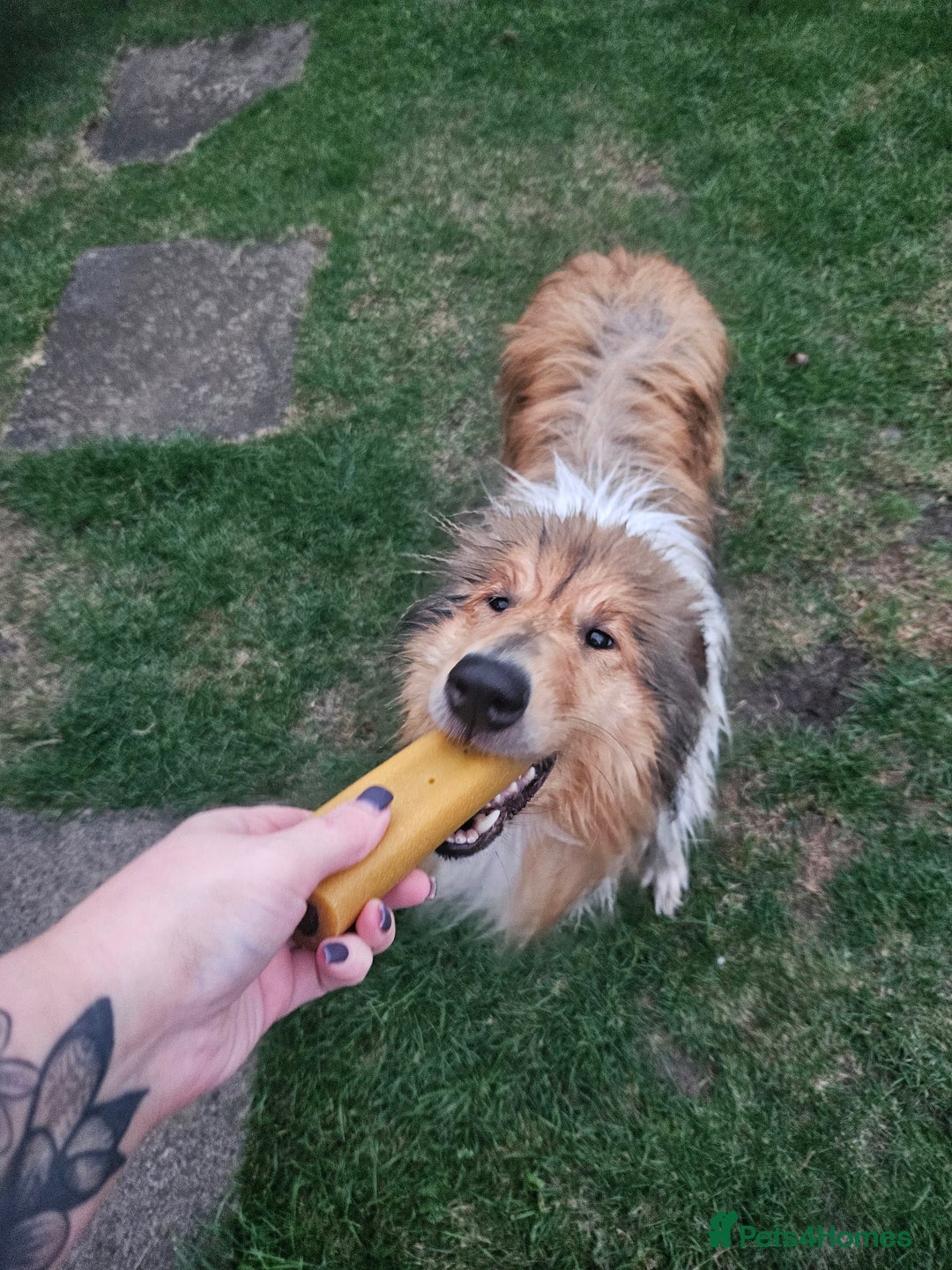 Rough Collie dogs for sale: Sable & White Rough Collie  - Advert 1