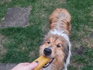Rough Collie dogs Sable & White Rough Collie - Advert 2