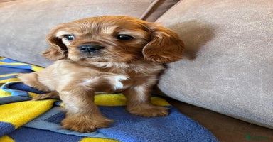 Cavalier King Charles Spaniel dogs - Advert 6