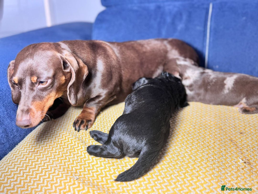 Miniature Dachshund dogs for sale: ADORABLE MINIATURE DACHSHUND PUPPIES - Image 5