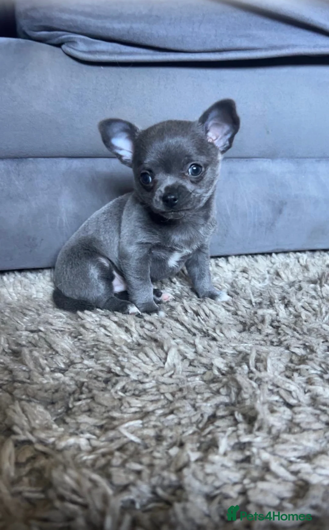 Chihuahua dogs for sale: Chihuahua - Advert 1