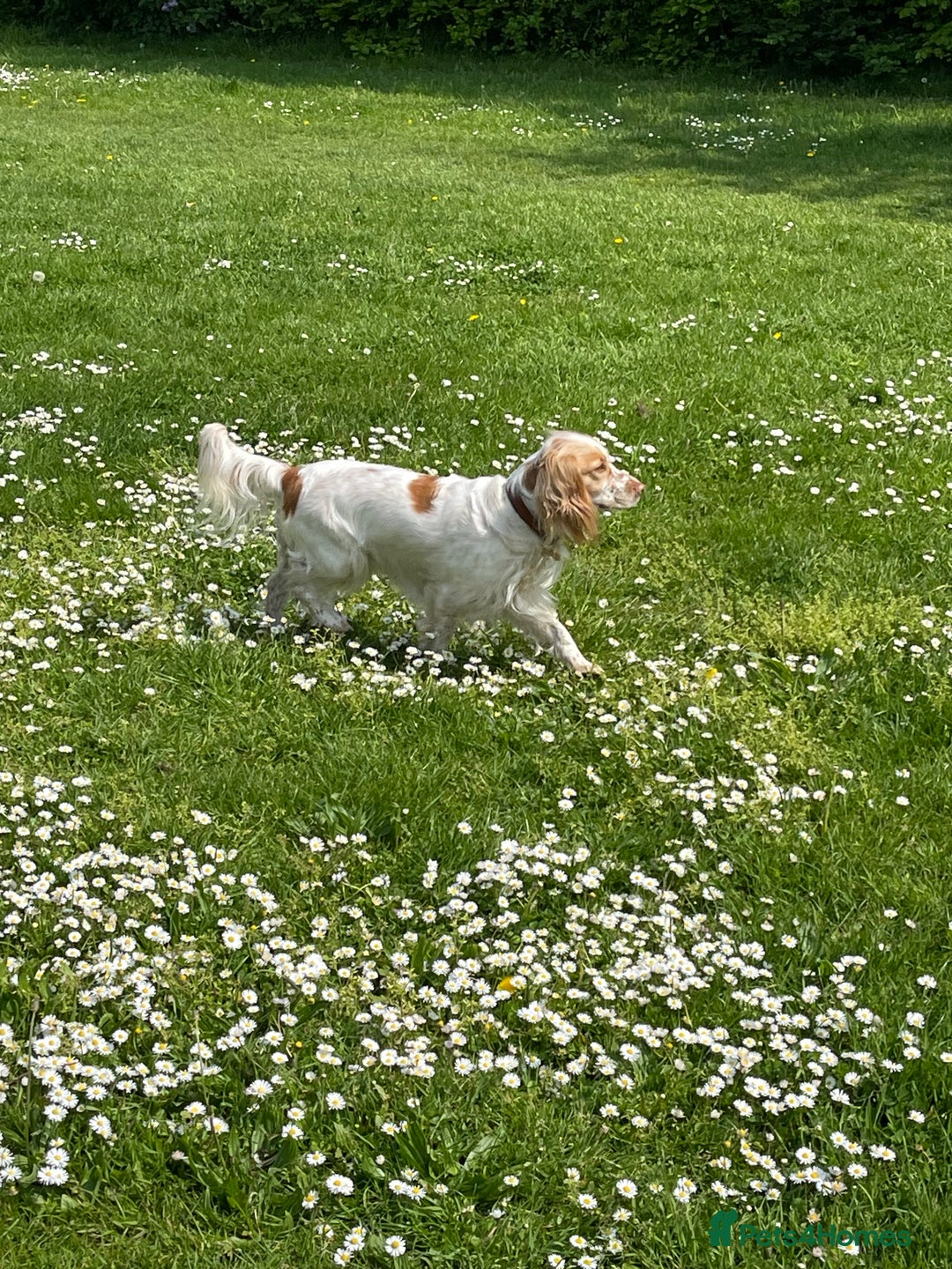Sprocker dogs for sale: Lemon Roan Female Sprocker Spaniel 3 years old  - Image 5