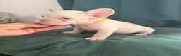 French Bulldog dogs for sale: KC reg French bulldogs Ready 7th August ❤️❤️❤️ - Advert 5