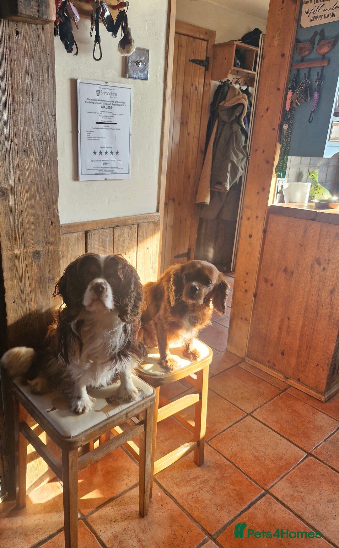 Cavalier King Charles Spaniel dogs for sale: KC Cavalier King Charles ÐNA tested parents  - Image 2
