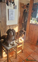 Cavalier King Charles Spaniel dogs - Advert 16