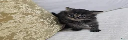 Domestic Shorthair cats for sale: Beautiful Litter of 8 Kittens –5 Females & 3 Males - Advert 23