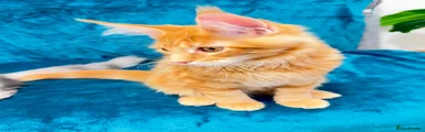Maine Coon red boy