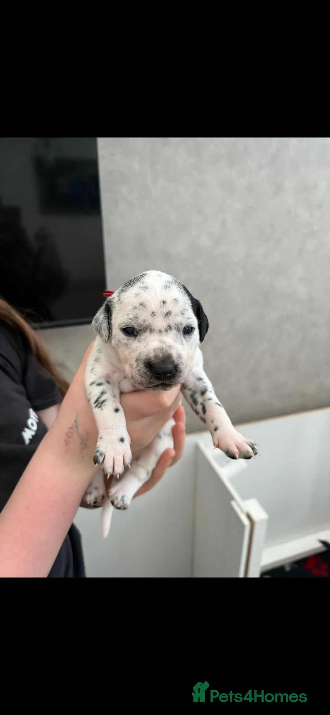 Mixed Breed dogs for sale: Gorgeous family puppies  - Advert 1