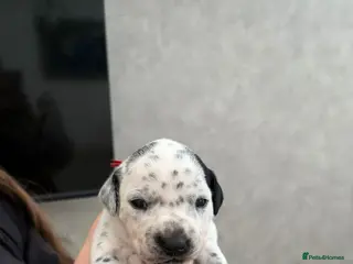 Mixed Breed dogs Gorgeous family puppies - Advert 1