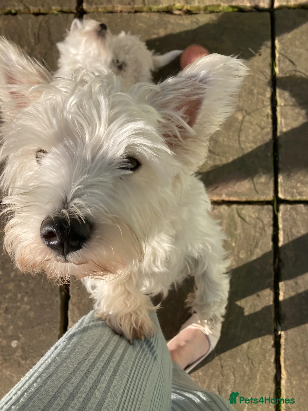 West Highland Terrier dogs for sale: West Highland terrier pups - Advert 11