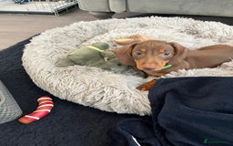 Miniature Dachshund dogs for sale: Miniature dachshund  - Image 2
