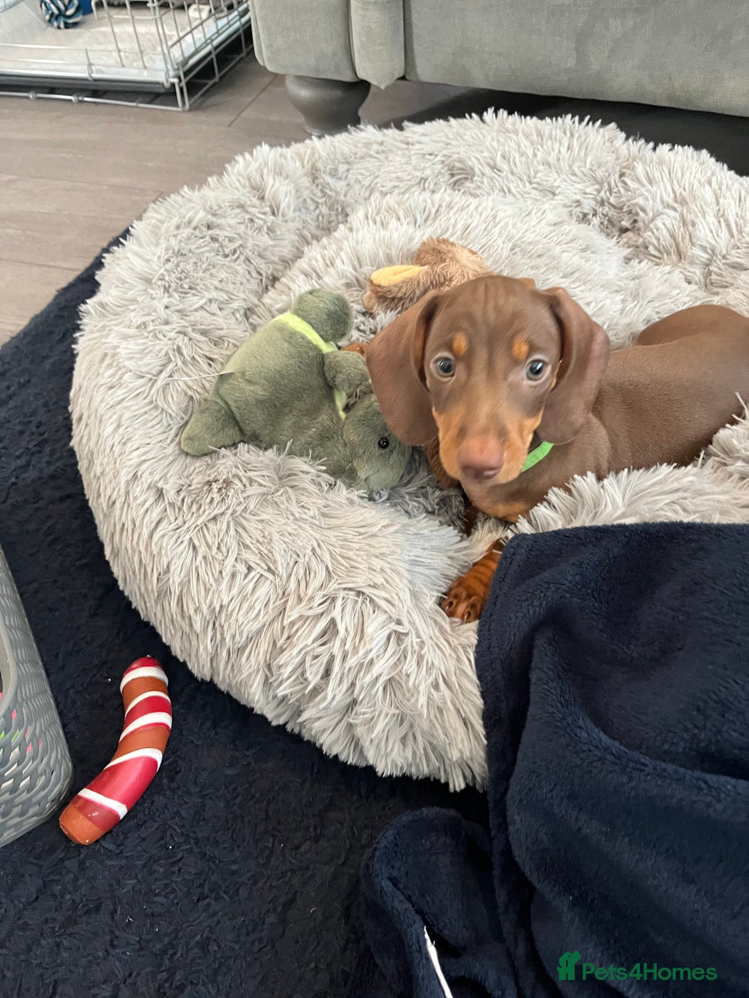 Miniature Dachshund dogs for sale: Miniature dachshund  - Image 2