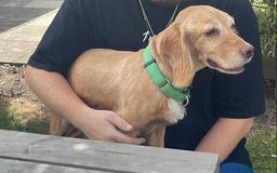 Cocker Spaniel dogs for adoption: Bob needs a loving home  - Advert 31