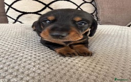 Miniature Dachshund dogs for sale: Beautiful Pedigree Miniature Dachshund Puppies - Image 12