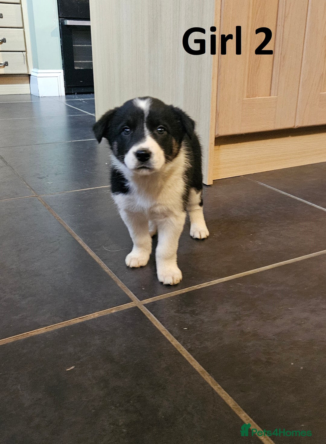 Border Collie dogs for sale: Beautiful border collie pups for sale - Advert 5