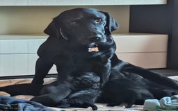 Labradoodle dogs for sale: F1 beautiful standard labradoodles - Image 1