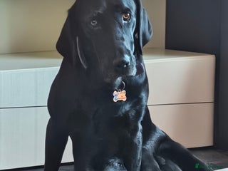 Labradoodle dogs - Advert 1