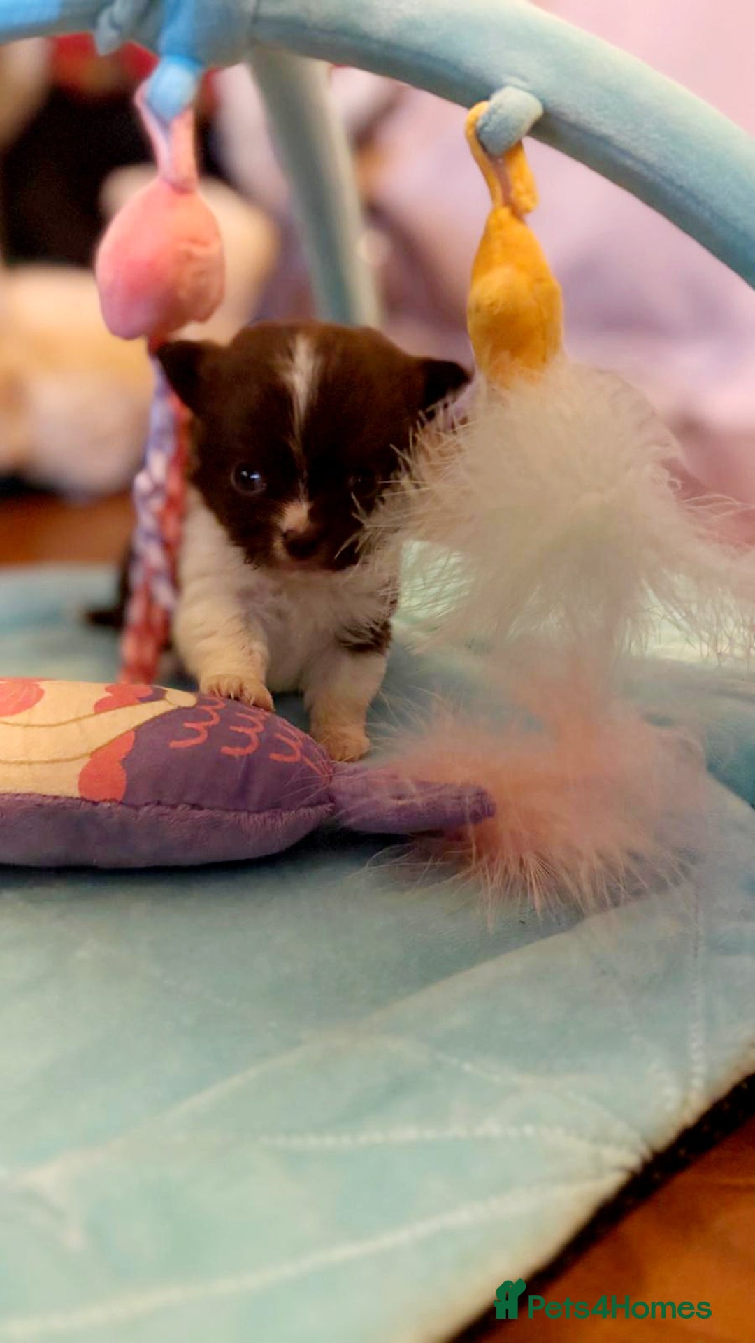 Chihuahua dogs for sale: Beautiful chihuahua babies - Advert 5