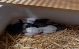 Rat rodents for sale: Good verity of male and female baby rats  - Image 8