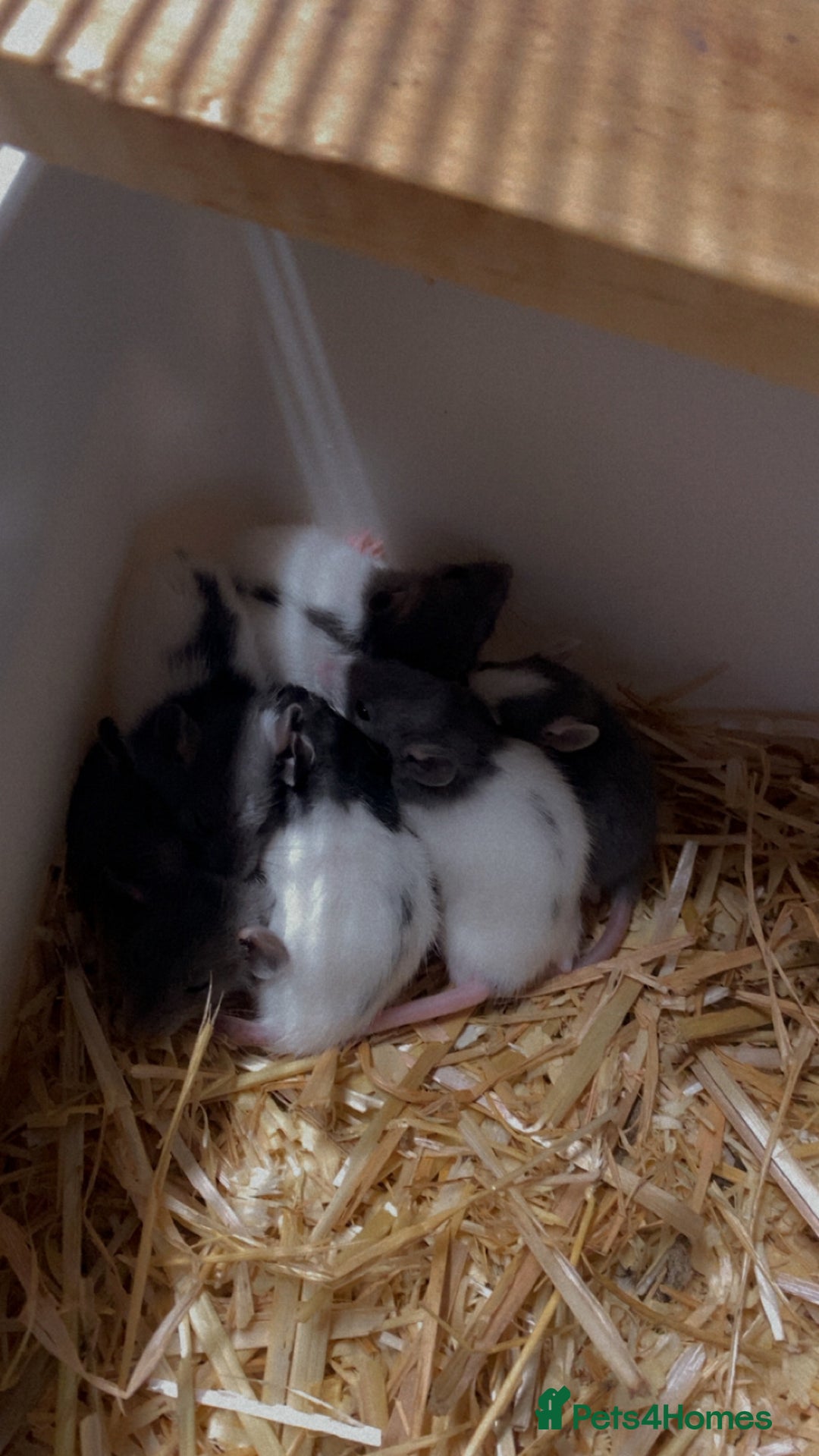 Rat rodents for sale: Good verity of male and female baby rats  - Image 8