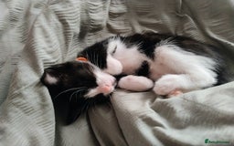 Mixed Breed cats for sale: Beautiful girl - Image 2