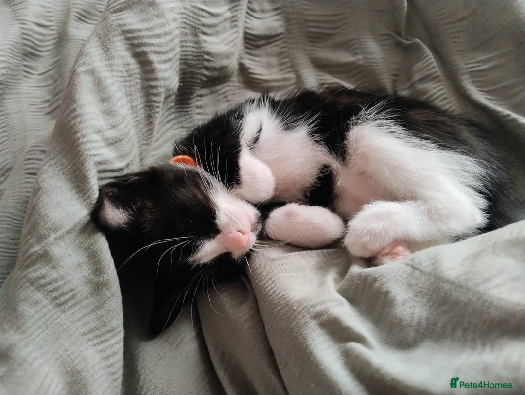 Mixed Breed cats for sale: Beautiful girl - Image 2