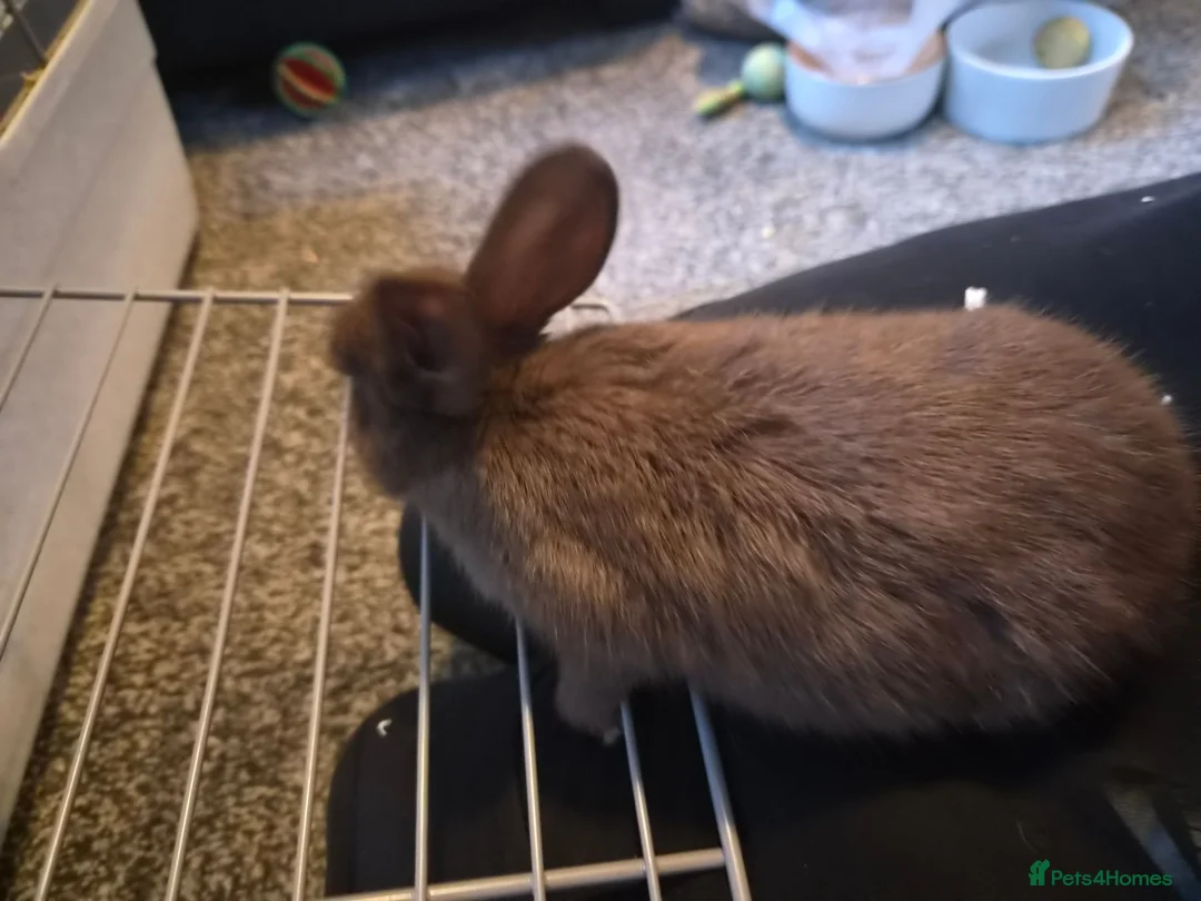 Rex rabbits for sale: Baby Rex rabbits  - Advert 2