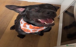 Mixed Breed dogs for sale: Beautiful bear 🐻  - Image 1